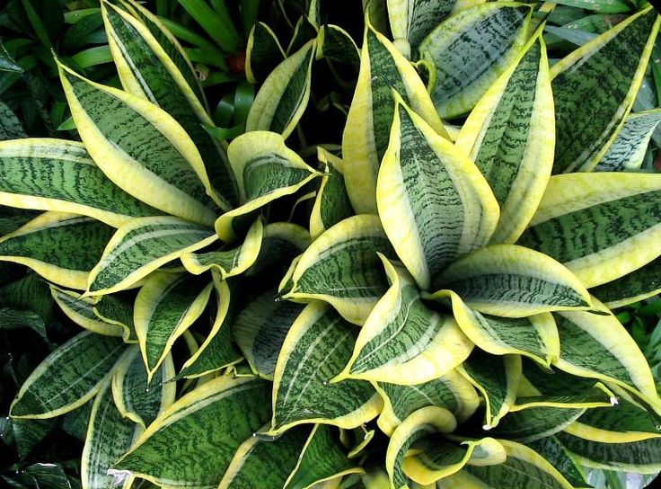 گل‌ و‌ گیاه‌ آپارتمانی مقاوم و کم دردسر